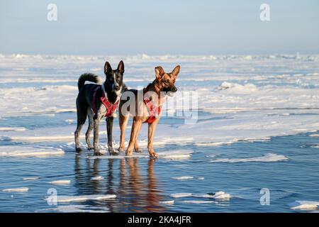 A pair of domestic dogs play walking around on a snowy frozen lake Stock Photo