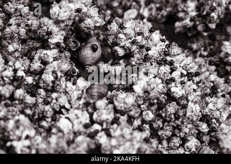 closeup on barnacles and sea snails during low tide. You can see the animals hiding out. Stock Photo
