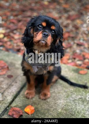 Cavalier King Charles Spaniel, 5 months old puppy , sitting in a autumnal garden Stock Photo