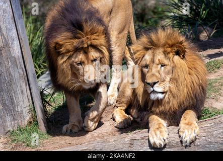 Two male African Lions (Panthera Leo) resting at Sydney Zoo in Sydney, NSW, Australia (Photo by Tara Chand Malhotra) Stock Photo