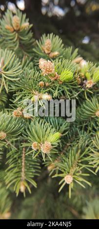 Close up of branches of a green spruce with young small cones, in spring. Stock Photo