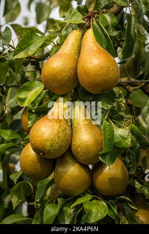 A bunch of ripe, organic conference pears hanging on the branch in pear tree orchard Stock Photo