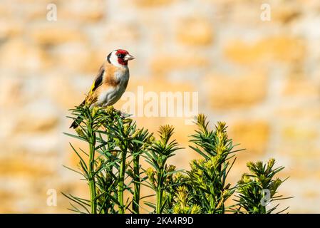 European Goldfinch perched on top of Yew Tree Stock Photo