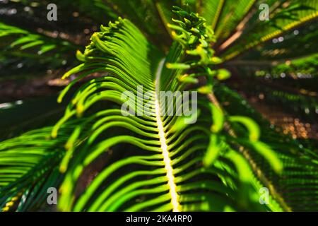 Sago palm leaves in focus. Cycas revoluta leaves. Decorative plants for gardens or parks. Selective focus. Stock Photo