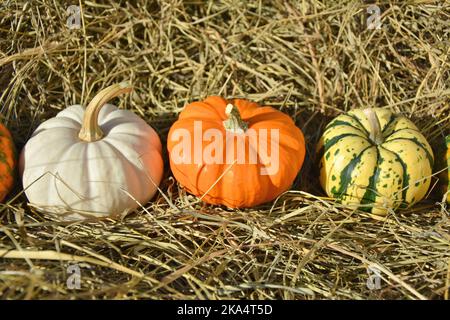 Three mini pumpkins on straw background. Different varieties of pumpkins. Stock Photo