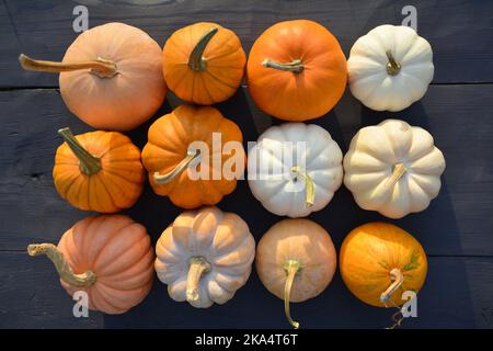 Various pumpkins collection in square composition. Cute mini pumpkins and squashes in different colors. Stock Photo