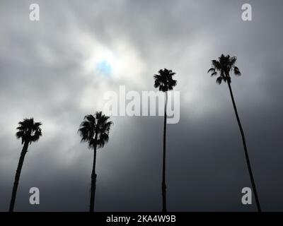 Low angle silhouette of four palm trees in a row on a grey day with sun breaking through clouds, Santa Barbara, California, USA Stock Photo