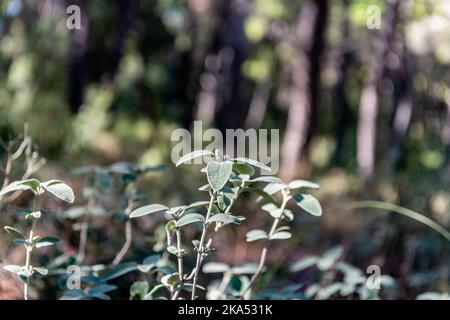 Wild sage plant growing on the floor of a pine forest. Wild sage plant growing on the floor of a pine forest. Stock Photo