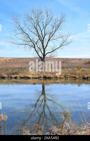 Fall colors in Southwestern Wisconsin Stock Photo