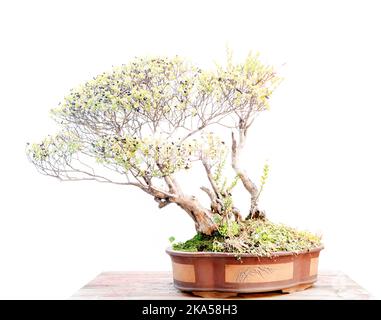 Panda bonsai tree Stock Photo - Alamy