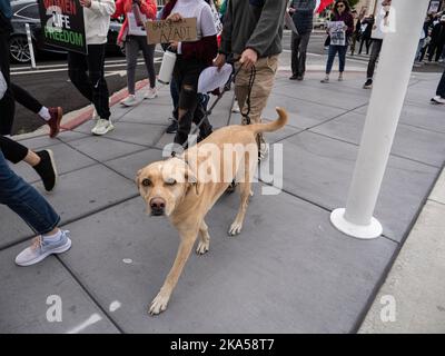 A dog joins dozens of protesters marching from the University of Nevada to downtown decrying the Iranian government and the death of Masha Amini. Starting at the University of Nevada, hundreds of Reno's more than 2,000 Iranian Americans marched through downtown Reno calling for the end of what they said was Iranís oppressive, religious regime.Masha Amini was a central figure in the demonstrations. Amini was abducted by Iran's morality police and allegedly was murdered while in the custody of the Iranian government. Stock Photo