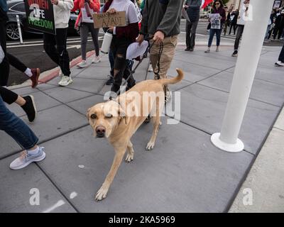 A dog joins dozens of protesters marching from the University of Nevada to downtown decrying the Iranian government and the death of Masha Amini. Starting at the University of Nevada, hundreds of Reno's more than 2,000 Iranian Americans marched through downtown Reno calling for the end of what they said was Iranís oppressive, religious regime.Masha Amini was a central figure in the demonstrations. Amini was abducted by Iran's morality police and allegedly was murdered while in the custody of the Iranian government. (Photo by Bob Conrad/SOPA Images/Sipa USA) Stock Photo