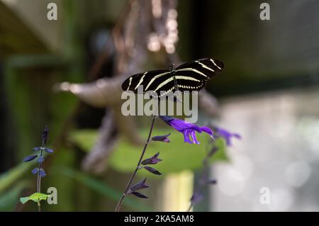 A Zebra Longwing resting on a purple flower Stock Photo