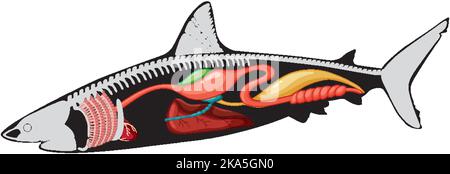 Internal anatomy of shark illustration Stock Vector