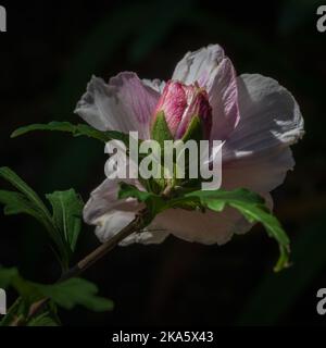 Closeup view of white and pink bud and flower of hibiscus syriacus aka altea shrub outdoors in sunny garden isolated against dark natural background Stock Photo