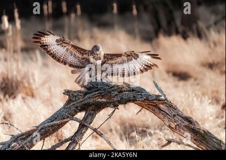 Common buzzard - Buteo buteo - sitting on the branch Stock Photo