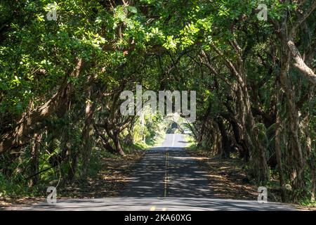 tree tunnel road with sunlight shining through the forest on Puna District Big Island Hawaii Stock Photo