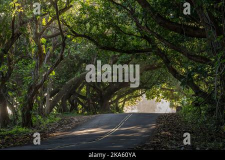 tree tunnel road with sunlight shining through the forest on Puna District Big Island Hawaii Stock Photo