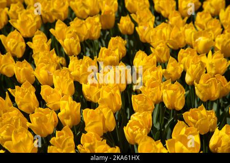 Yellow tulips in the garden, spring season Stock Photo