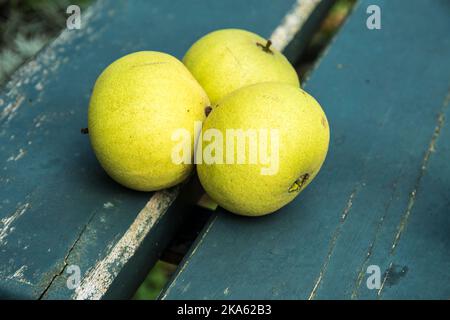The nuts of Juglans nigra Stock Photo