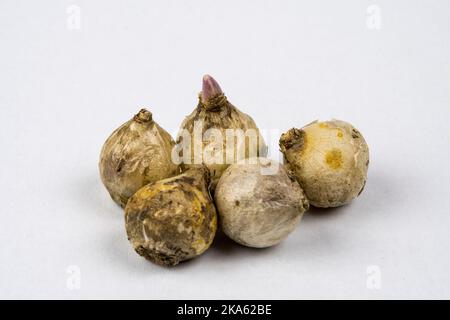 bulbs of Puschkinia scilloides var. libanotica Stock Photo