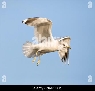 Common Gull volwassen winterkleed vliegend, Stormmeeuw adult winter flying Stock Photo