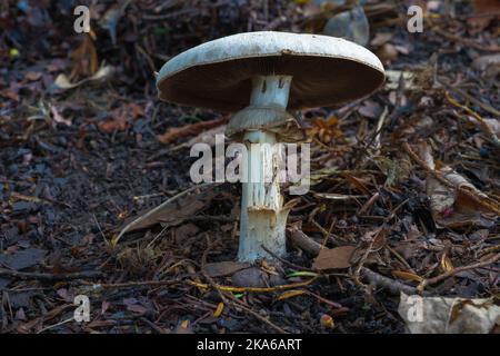 Agaricus abruptibulbus, fungus, abruptly-bulbous agaricus, flat-bulb mushroom, mycologist, bulbous-stemmed, edible species, smells slightly of anise. Stock Photo