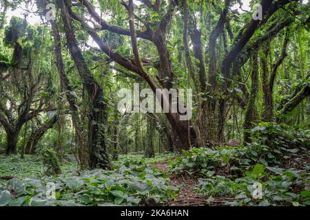 Secret rainforest hike on Maui Hawaii Stock Photo