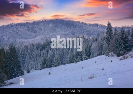 snow covered glade in coniferous forest. beautiful nature scenery at dusk. mountain landscape in winter Stock Photo