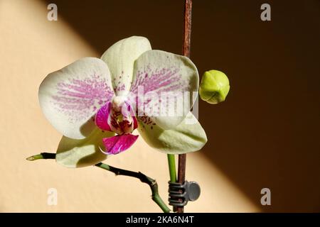 Floral concept. Orchid growing tips. How take care of orchid plants indoors. Most commonly grown house plants. Orchids blossom close up. Orchid flower Stock Photo