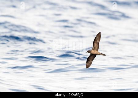 Bulwer's Petrel (Bulweria bulwerii) in flight over the ocean off Madeira. Stock Photo