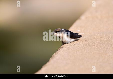 Roodkruinzwaluw in zit; Wire-tailed Swallow perched Stock Photo