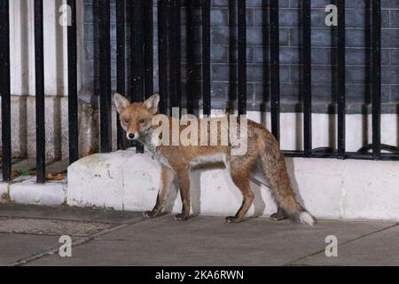 A fox appears outside 10 Downing Street.   Image shot on 25th Oct 2022.  © Belinda Jiao   jiao.bilin@gmail.com 07598931257 https://www Stock Photo