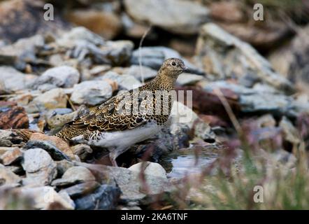 Witbuikkwartelsnip; White-bellied Seedsnipe Stock Photo