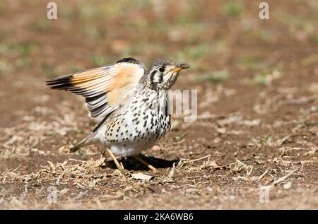 Groundscraper Thrush (Psophocichla litsitsirupa) standing on the ground in a safari camp in Kruger National Park in South Africa. Stretching wings. Stock Photo