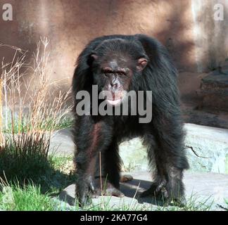 Kristiansand Julius the chimpanzee Stock Photo
