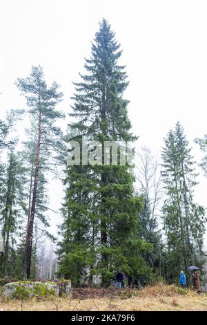 Oslo 20201117. The spruce tree which will be placed at Trafalgar Square in London this Christmas is 21 meters high and about 80 years old. Photo: HÃ¥kon Mosvold Larsen / NTB  Stock Photo