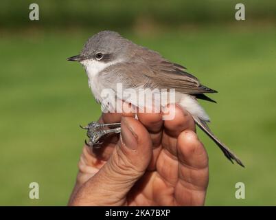 Lesser Whitethroat (Sylvia curruca) caught in late August at the ringing station of Nijmegen, Netherlands. Stock Photo