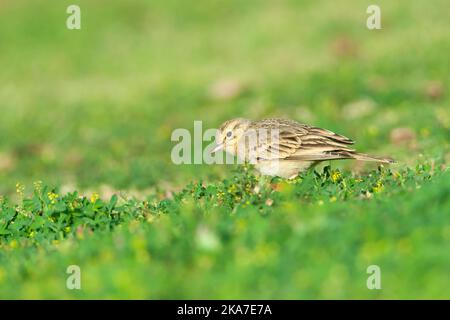 Adult Tawny Pipit (Anthus campestris) during spring migration in a citypark in Eilat, Israel. Stock Photo
