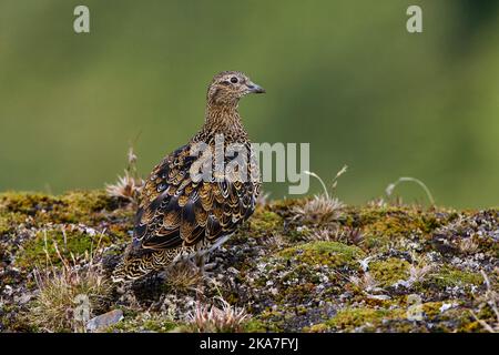 Witbuikkwartelsnip; White-bellied Seedsnipe Stock Photo