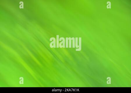 Chlorine greenery  blurred background. Pistachio color blur bokeh. Stock Photo