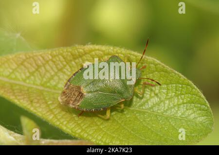Detailed closeup on an adult imago of the green shieldbug, Palomena prasina sitting on a green leaf Stock Photo