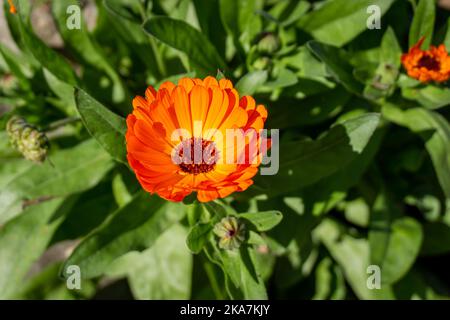 Orange pot marigold or Calendula officinalis flower outdoor in the garden close-up. Stock Photo