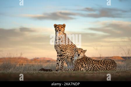 These images were captured by wildlife photographer Byron Grobler (31) from Johannesburg, South Africa at the Tiger Canyon Game Reserve, Free State. Stock Photo