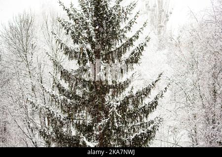 Falling snow at winter forest. Snowfall. spruce covered with snow. Snowy tree. Selective focus. Stock Photo