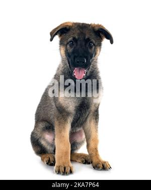 puppy german shepherd in front of white background Stock Photo