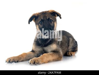 puppy german shepherd in front of white background Stock Photo
