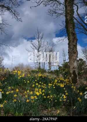 A carpet of spring daffodils lines a woodland driveway. Skipness Tarbert, Argyll and Bute. Scotland Stock Photo
