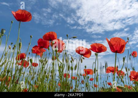 Red corn poppies with buds and capsules against the blue white sky Stock Photo