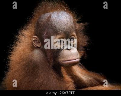 Taman Safari Park, Indonesia Stock Photo